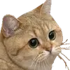 :cat-wtf: